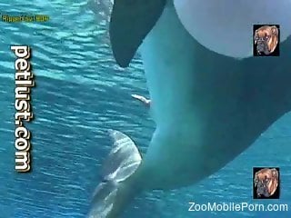 Sexy dolphins getting pretty freaky underwater
