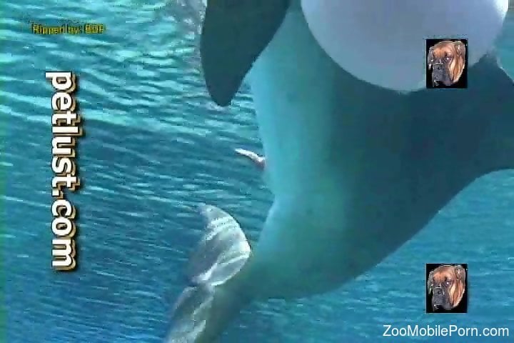 720px x 480px - Sexy dolphins getting pretty freaky underwater