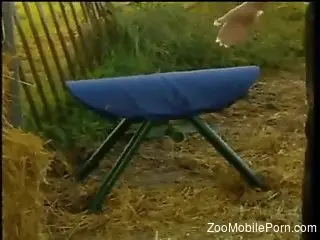 Sexy animals showcased in an educational video