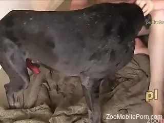 Fat guy with a raging hard-on fucking a doggo