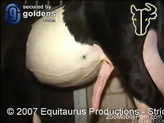 Colossal animal cock stretching out that zoophile ass