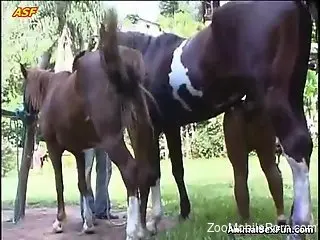 Brown stallion shows its huge cock and fucks a tight cunt