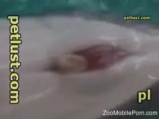 Dolphin cock getting jerked by a really horny dude