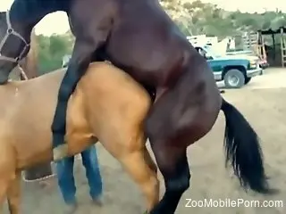 Well-hung brown horse fucks a sexy mare from behind