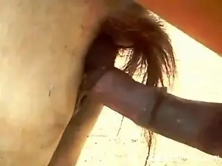 Huge cock stallion fucking a mare's wet pussy