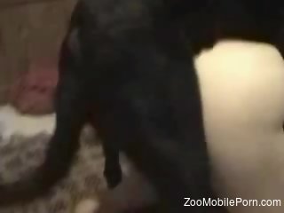 Appealing  babe allows a black dog to fuck her up