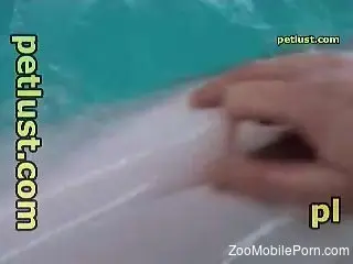 Dude's playful hands pleasuring a dolphin dick big time