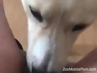 POV oral pleasure with a really sexy white beast