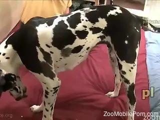 Hoy guy fucking a Dalmatian's dirty little cunt