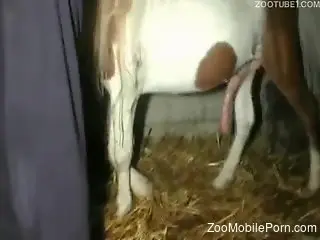 Black stockings lady allows this horse to fuck her