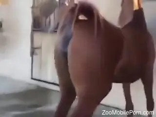 Brown mare showing off its sexy body in the barn