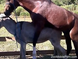 Brown stallion fucking a sexy donkey from behind