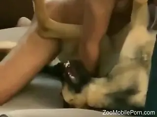Dude nailing a hot animal in a really passionate fashion