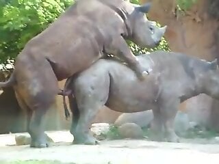 Rhino fucking with the sexiest animals imaginable