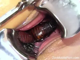 Roaches and insects infest her juicy pussy here
