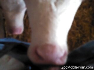 Cow with a sexy mouth taking acre of his dong
