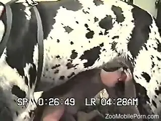 Attractive animal enjoying a sloppy blowjob on cam