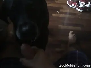 Nice POV blowjob featuring a black dog that sucks it