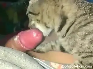 Kitty licking cock in a passionate porn movie