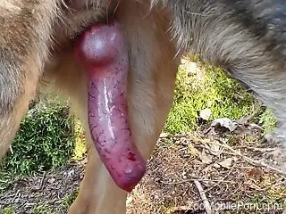 Delightful animal penis showcased in a kinky video