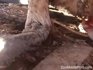 Noodle-like animal dick deserves some pleasure too