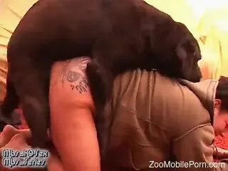 Busty brunette pounded by a black dog to the point of orgasms
