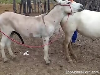 Animals fucking each other with a great deal of passion
