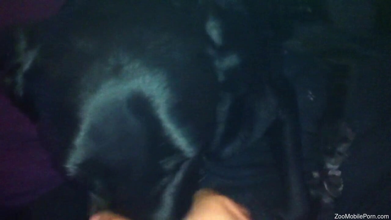 Hot scenes of brutal dog porno for a man with a huge dick