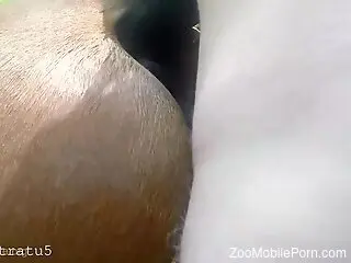 Horny male deep penetrates horse's vag in rough zoo cam shag