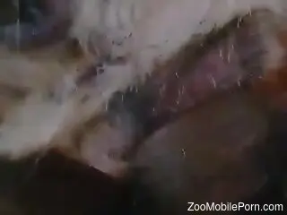 Dirty zoophilic scene with a dick sliding right in