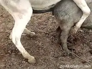 Two animals fucking in the nature and it is HOT