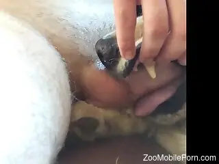 Dude's hairy cock sucked happily by a dirty dog