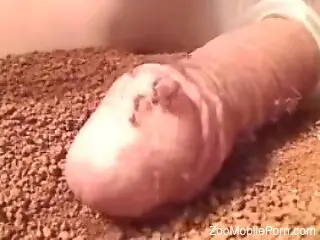 Dude masturbates by holding his dick in a box filled with ants