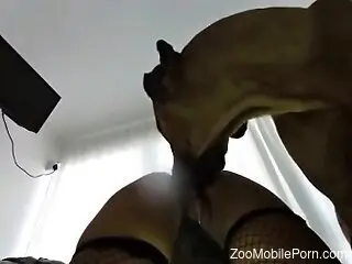 Fishnets wearing chick lets the dog bang her slit