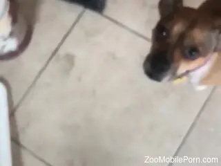 Dog comes over to the guy to lick his yummy dick