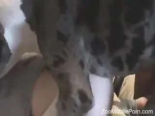 Dog is ready to thrust with its pulsating big dick