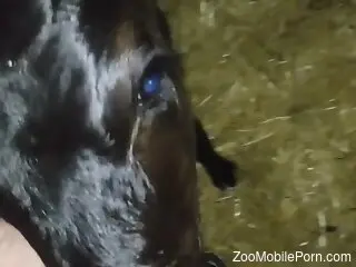Dude's cock sucked deep by a slutty animal in POV