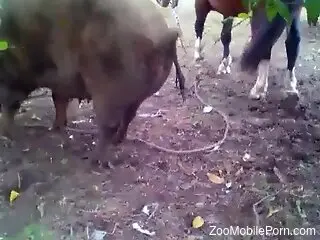 Horny male craves sex with this huge pig for a wild affair