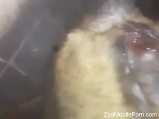 Dude using his dong to keep dog hole so happy