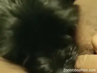 Closeup oral with a rather sexy beast in hot vid
