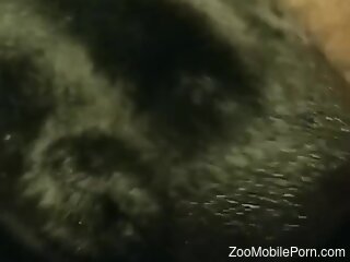 Hot animal pleasuring the great pussy up close