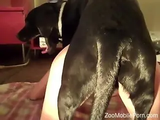 Bouncing boobies featured in hardcore dog sex vid