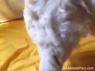 Hot babe getting frisky with a beast that gapes