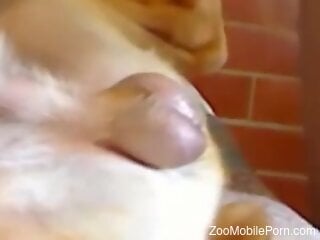 Sucker with a sexy mouth deals with tasty cock