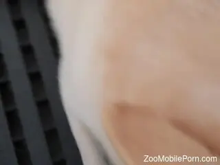 Dude asks a sexy dog to lick his strange cock
