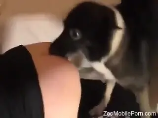 Tiny animal is going to lick her ass and then some