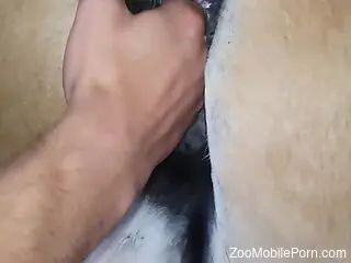 Dude is happy to fist horse pussy up close today