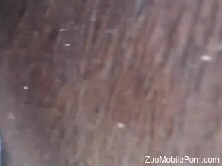 Awesome guy with a veiny cock rewards horse with D