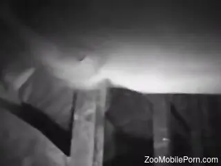 Sexy guy's cock slides inside a pig's pussy