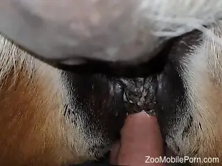 Slutty animal lover slides into a sluttier pussy